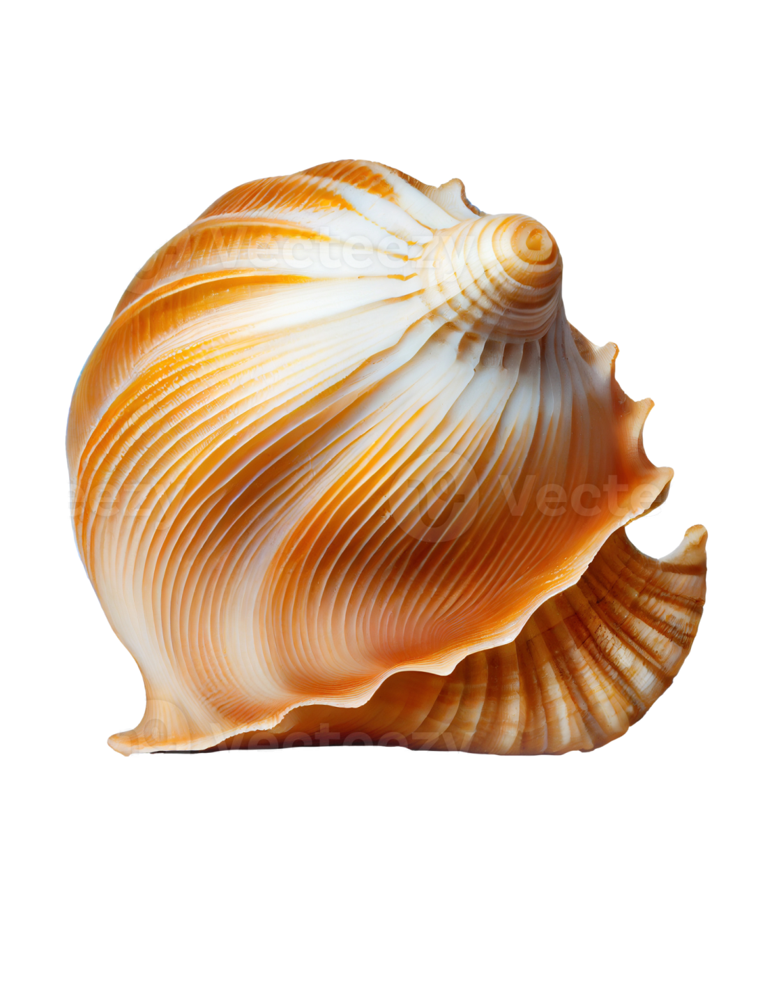 a sea shell on a white background