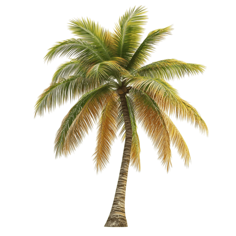 a palm tree on a white background