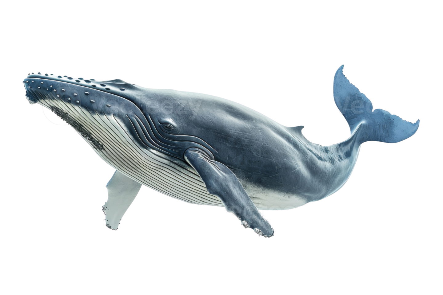 a blue whale swimming in the ocean