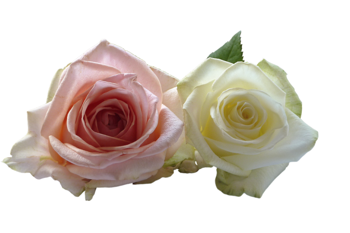 two roses on a white background