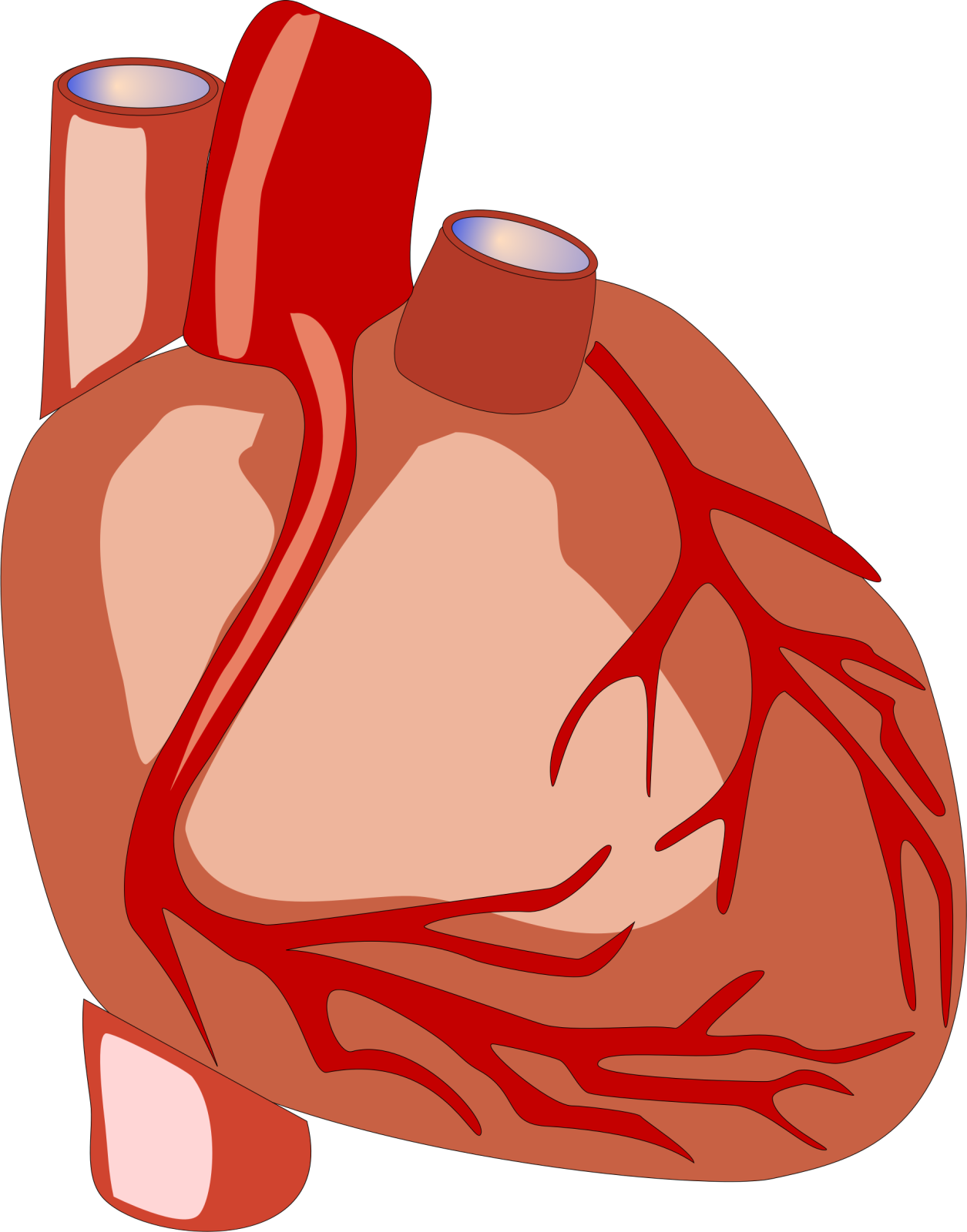 a human heart