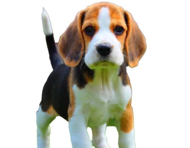 a small dog standing on top of a white surface