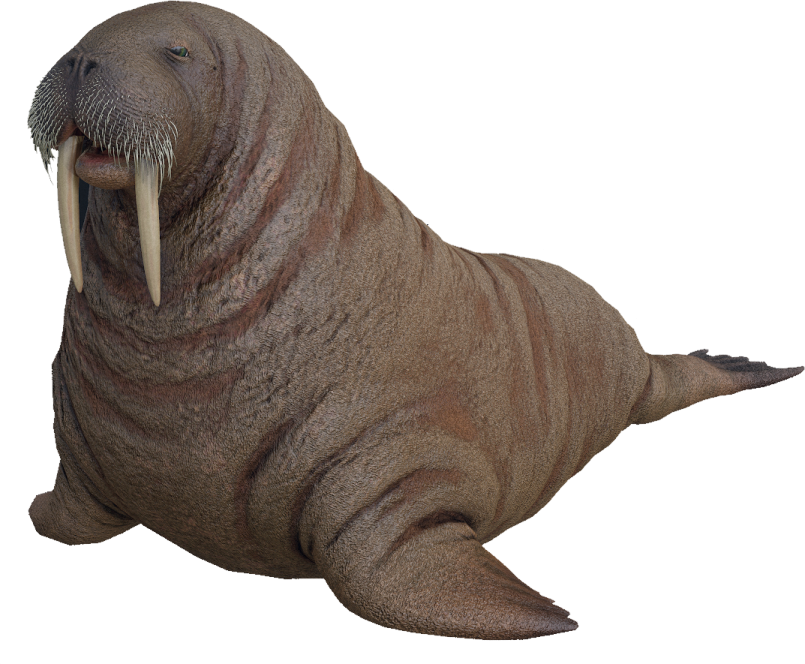 a seal sitting on the ground with its mouth open