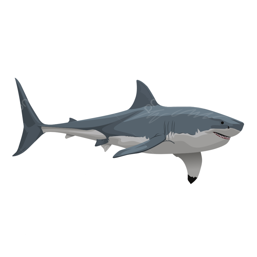 an image of a great white shark
