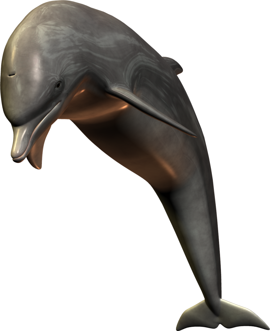 a dolphin jumping out of the water