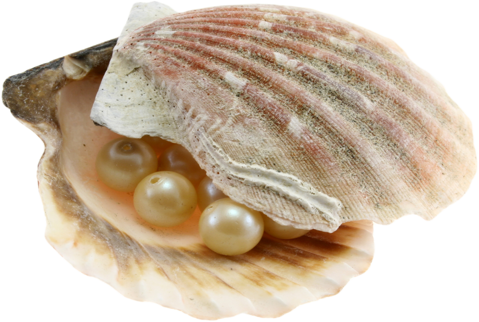 a close up of a sea shell with pearls