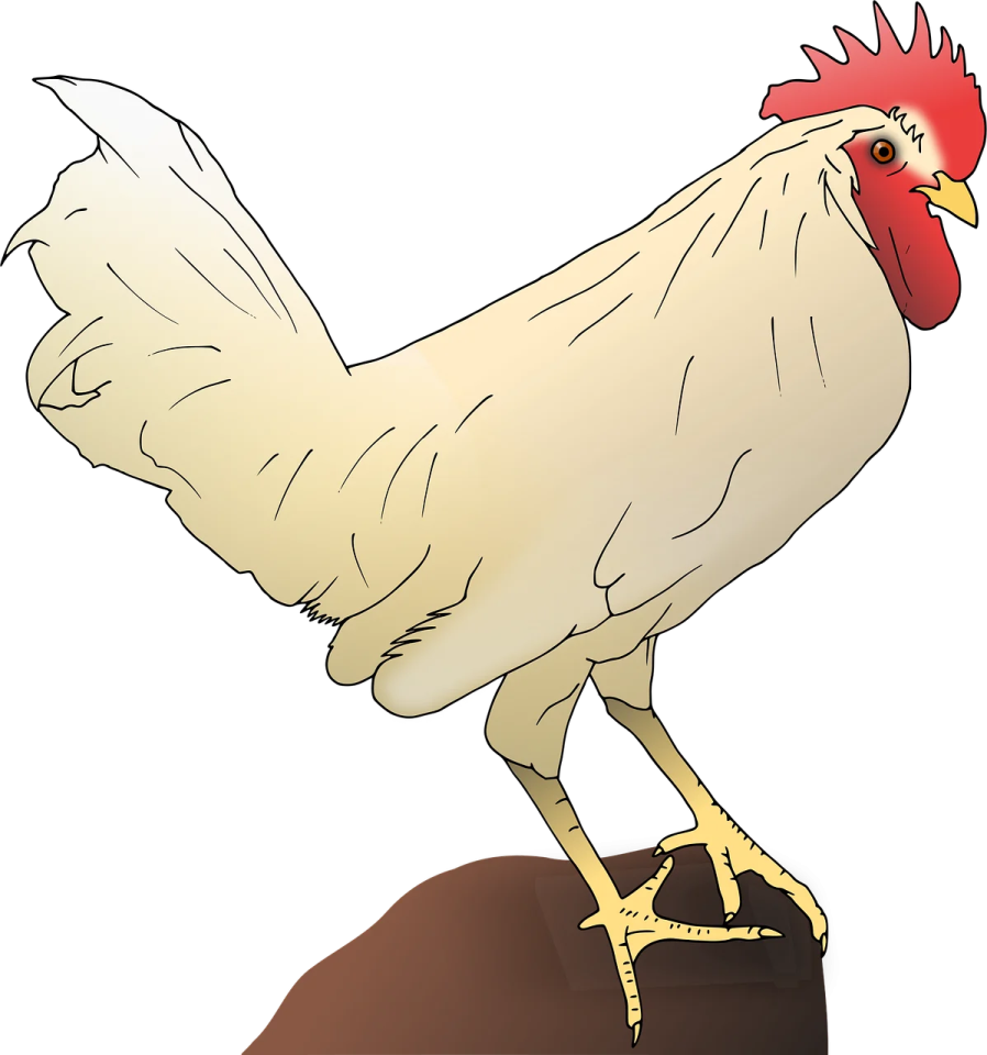 a chicken standing on top of a rock