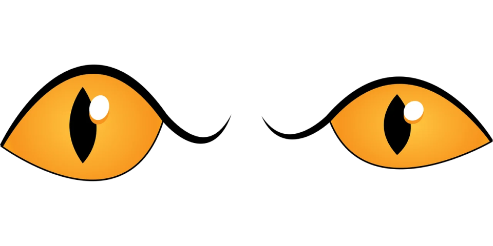 an orange cat's eyes