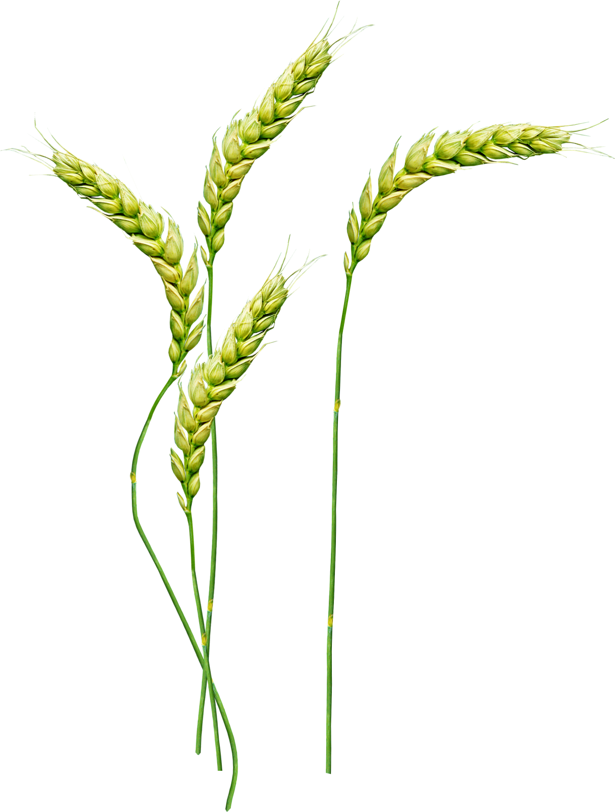 two stalks of wheat on a white background