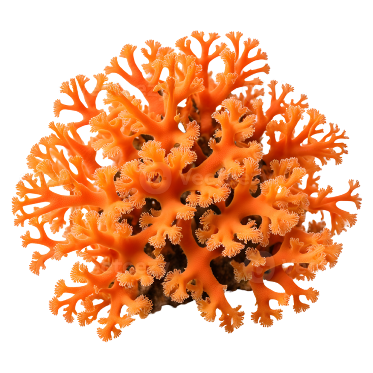 an orange coral on a white background