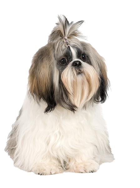 a small dog sitting down on a white surface