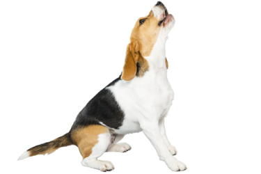 a small dog is looking up to the sky