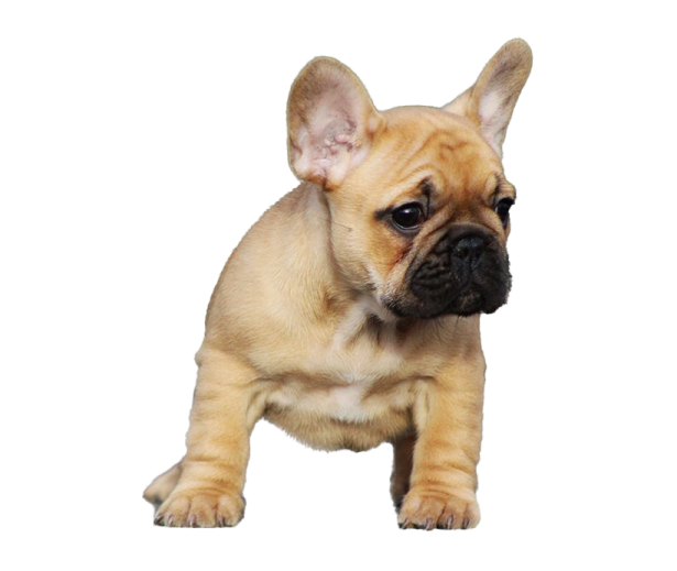 a small dog is standing on its hinds