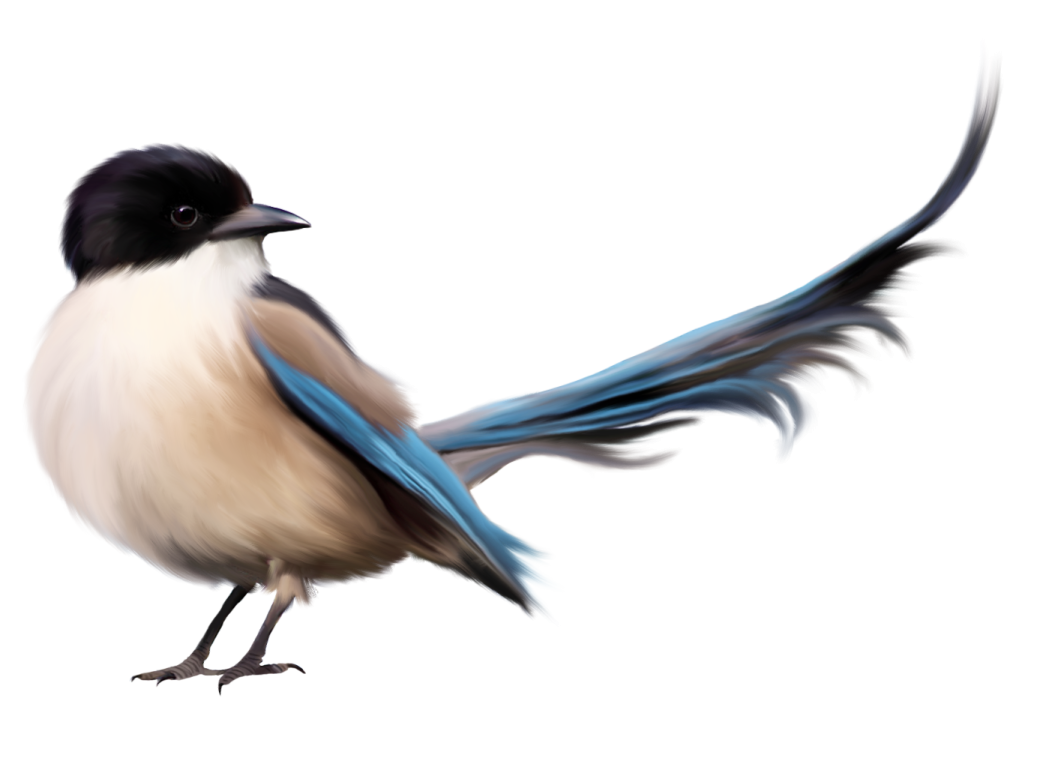 a blue and white bird with black feathers