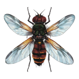 a close up of a bee on a white background