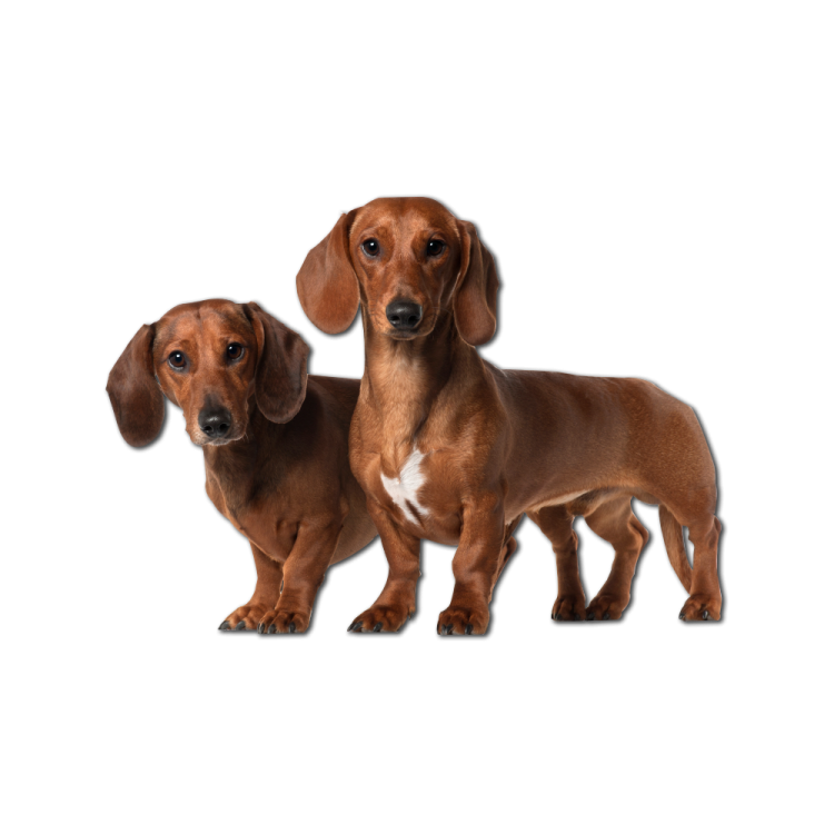 a couple of dogs standing next to each other dog