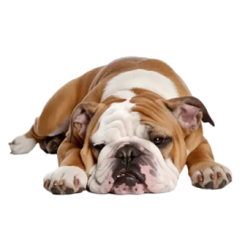 a bulldog laying down on the ground