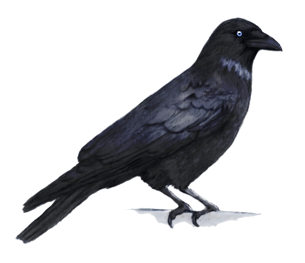 a black bird sitting on top of a white surface