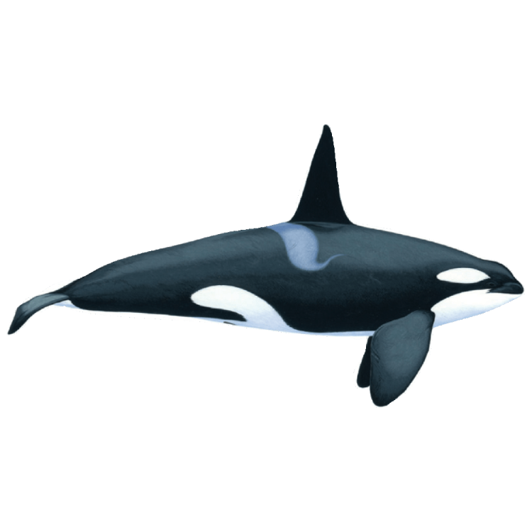 an orca whale is shown in this illustration