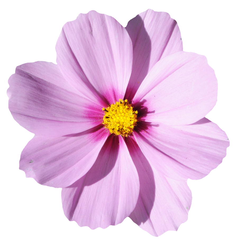 a pink flower on a white background
