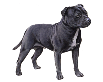 a small black dog standing on a white background