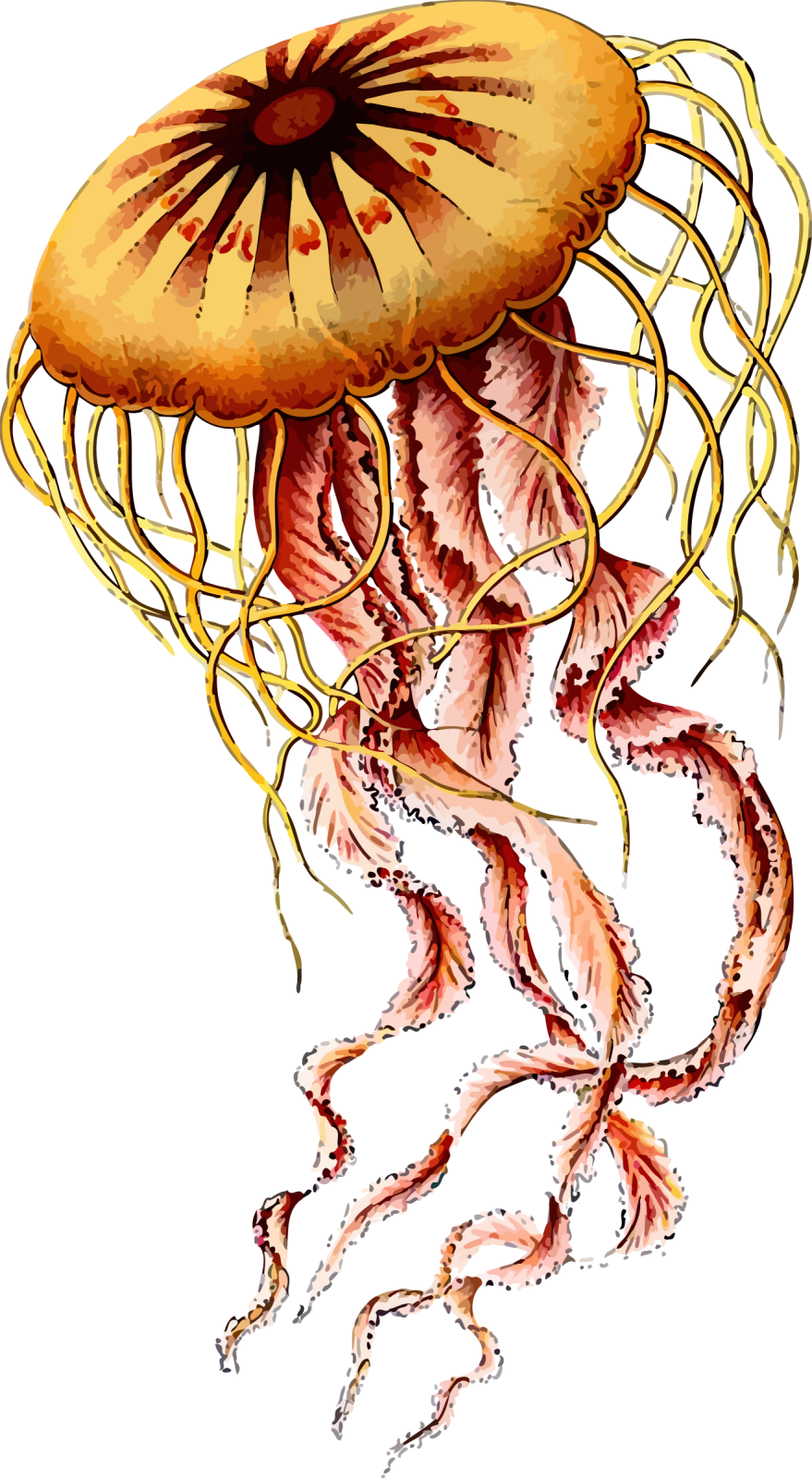 a drawing of a jellyfish