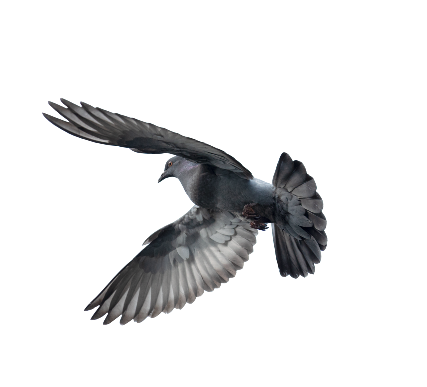 a bird is flying in the air with its wings spread