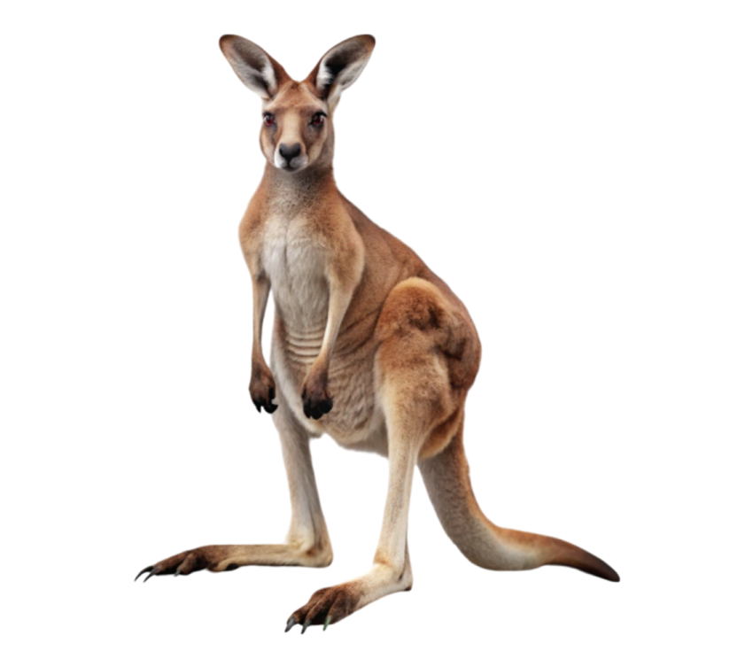 an image of a kangaroo on a white background