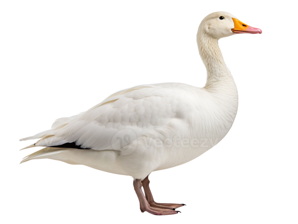 a white duck standing on the ground