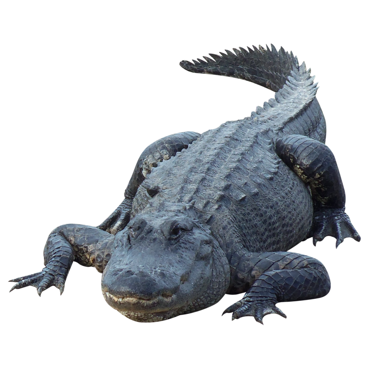 an alligator is laying down on the ground