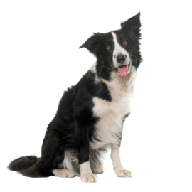 a black and white dog with its tongue out