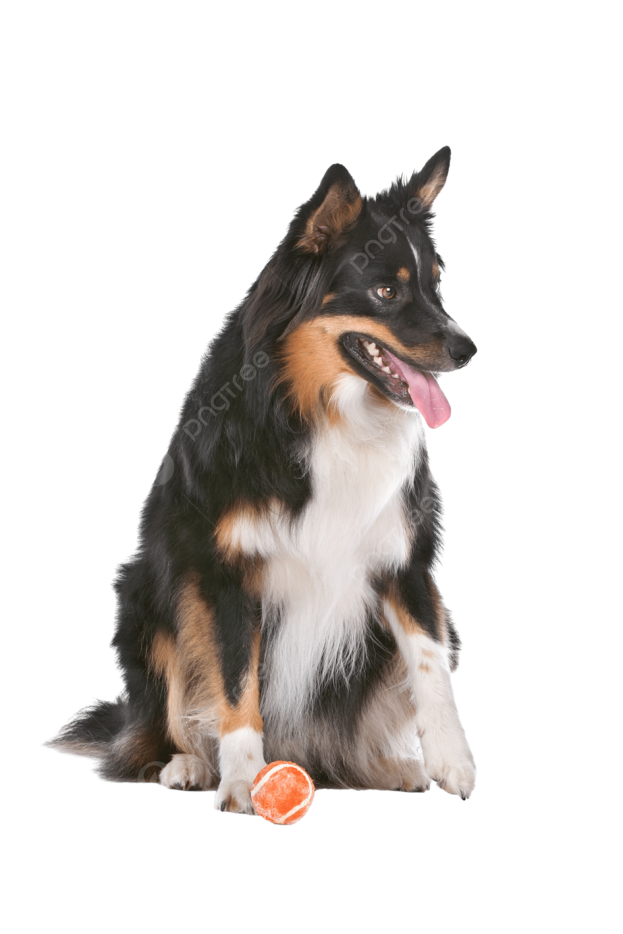 a black and white dog sitting next to an orange ball