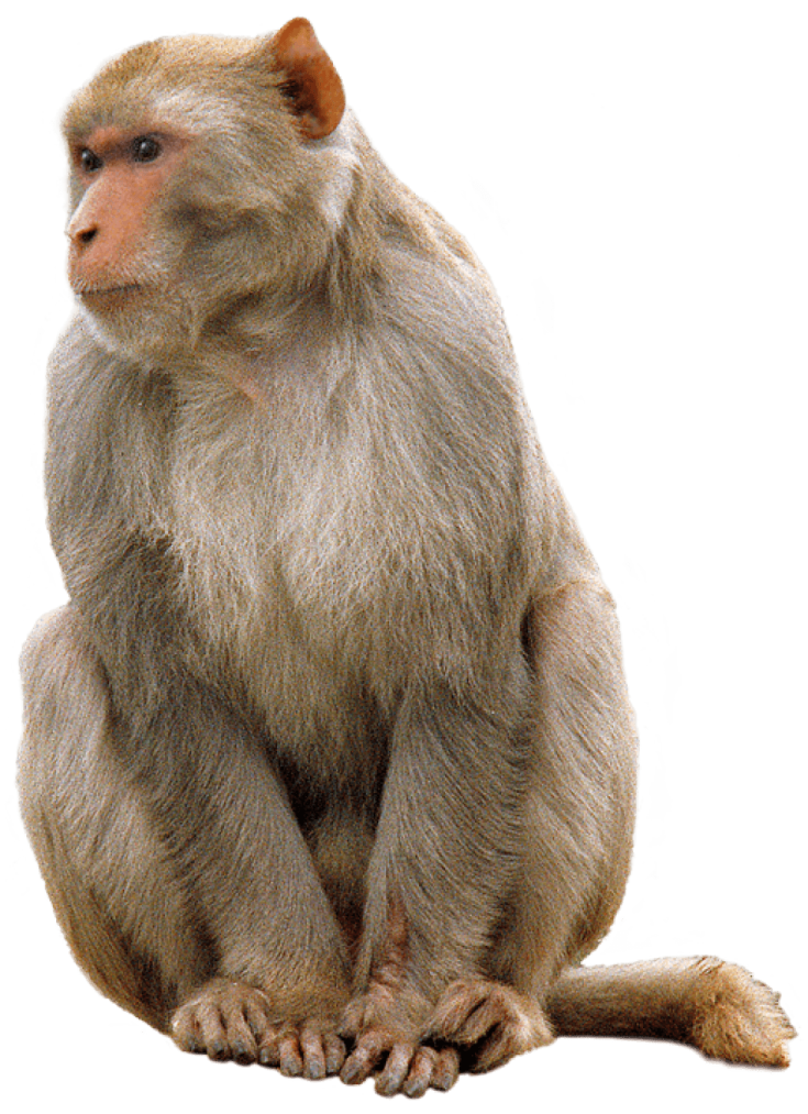 a monkey sitting on a white background