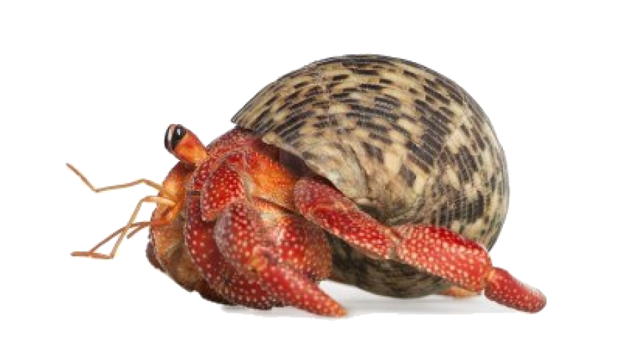 a snail on a white background