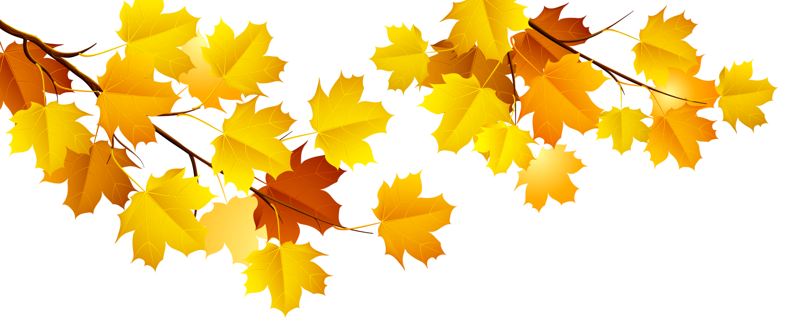 a bunch of autumn leaves on a white background