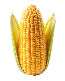 a corn on a white background