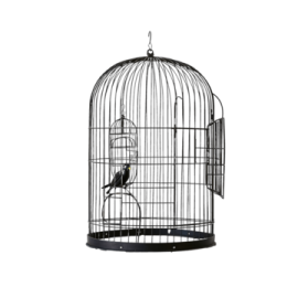 a bird in a cage on a white background