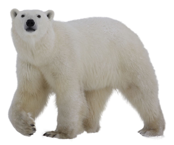 a polar bear standing in front of a white background