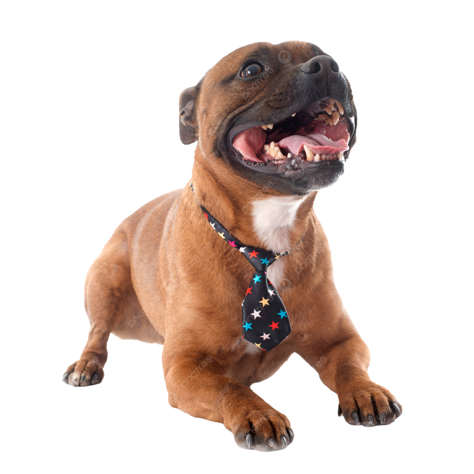 a dog with its mouth open and tongue out