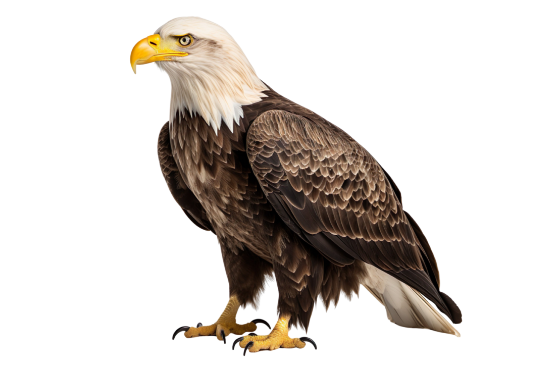a bald eagle isolated on a white background
