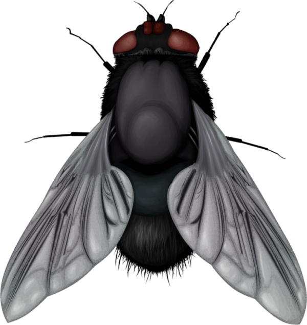 a black fly insect with red eyes