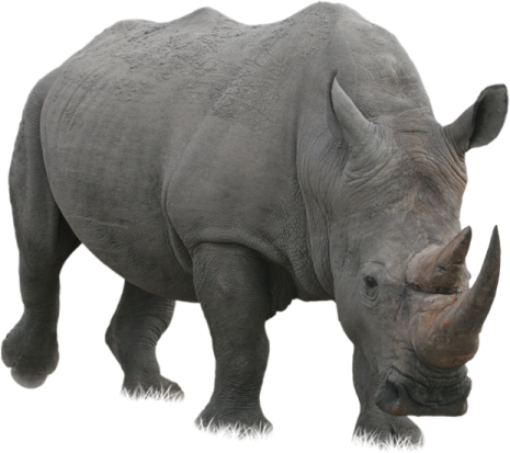 a black rhino