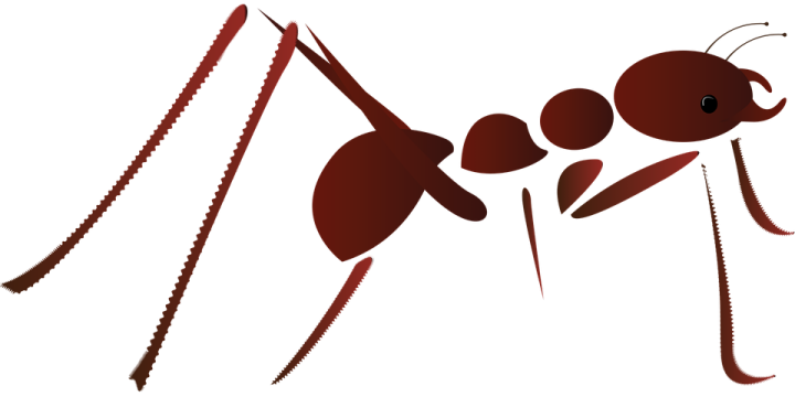 an ant ant is standing on its hind