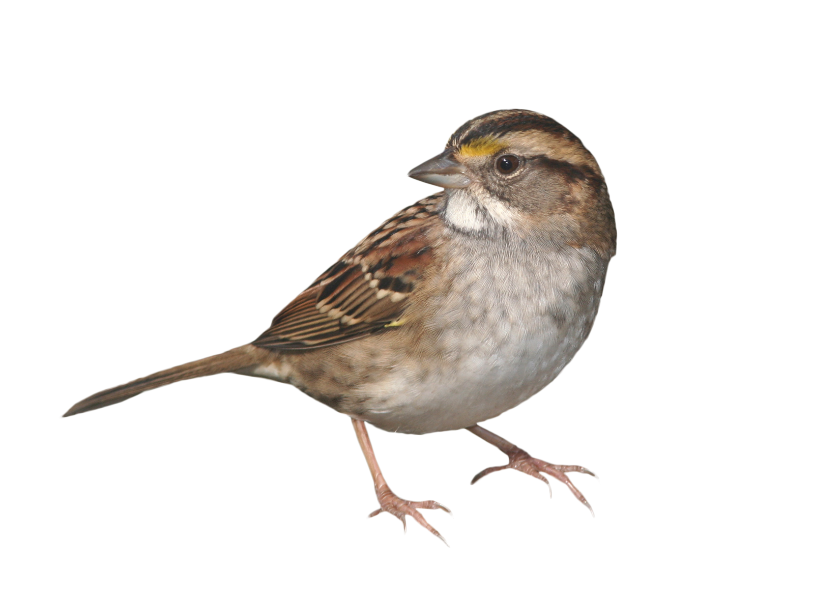 a small bird standing on a white surface