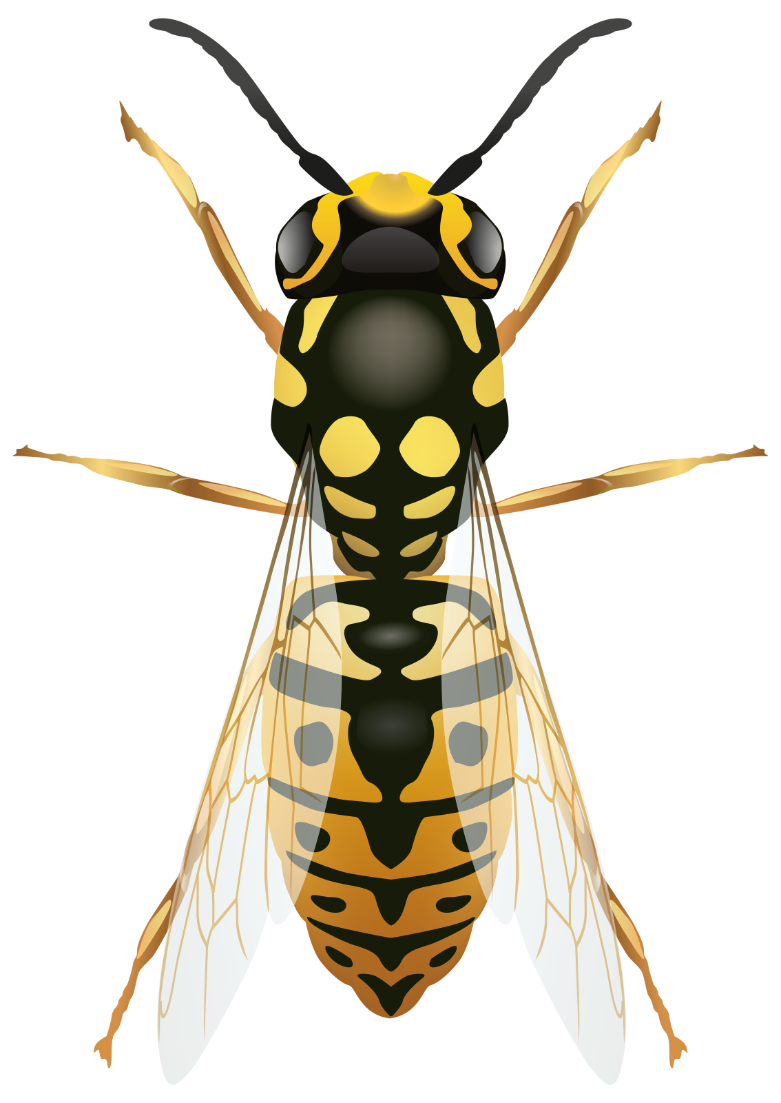 a hornet insect on a white background
