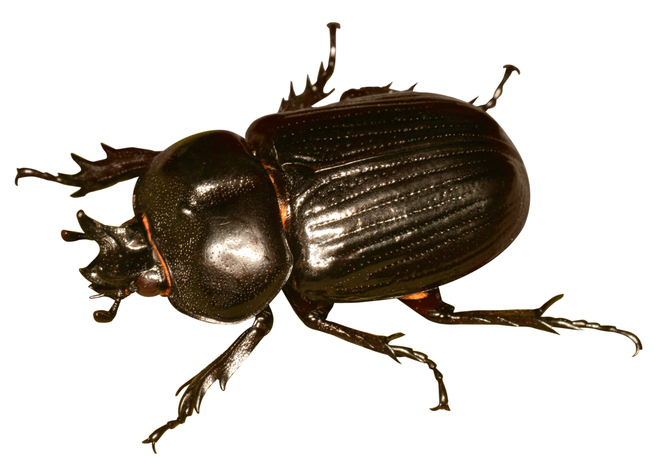a close up of a beetle on a white background