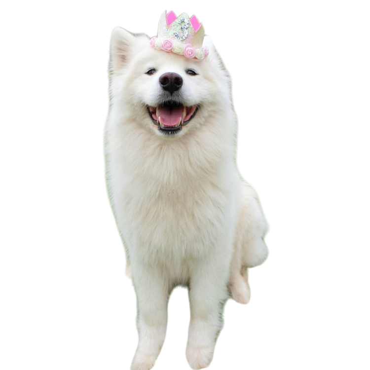 a white dog with a pink bow on its head