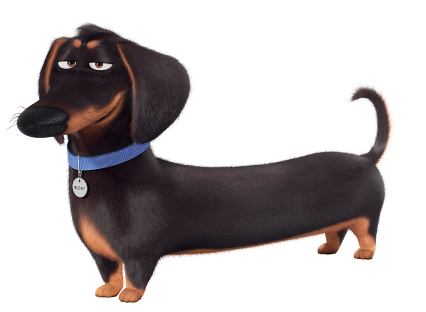a black and brown dog with a blue collar