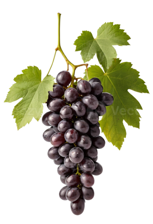 a bunch of black grapes on a white background