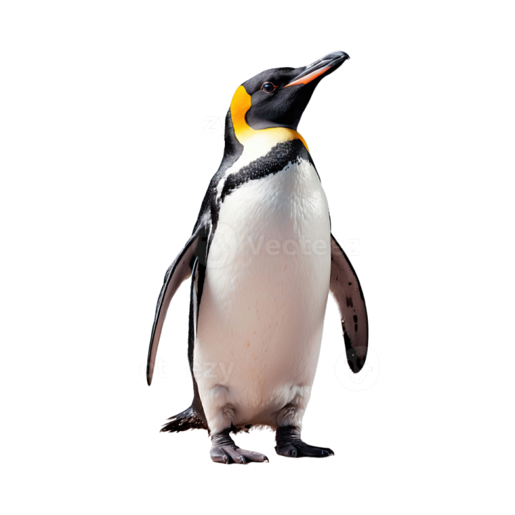 a penguin standing in front of a white background